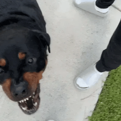 PulsePup™ Instant Calm Trainer